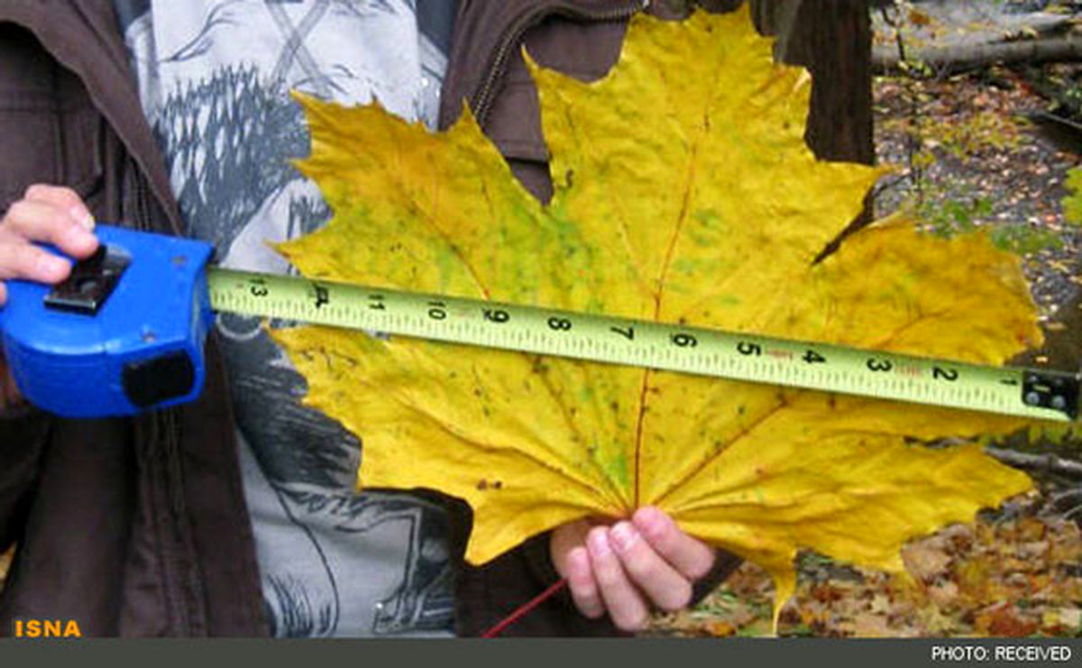 بزرگ‌ترین برگ درخت افرا گینسی شد/عکس