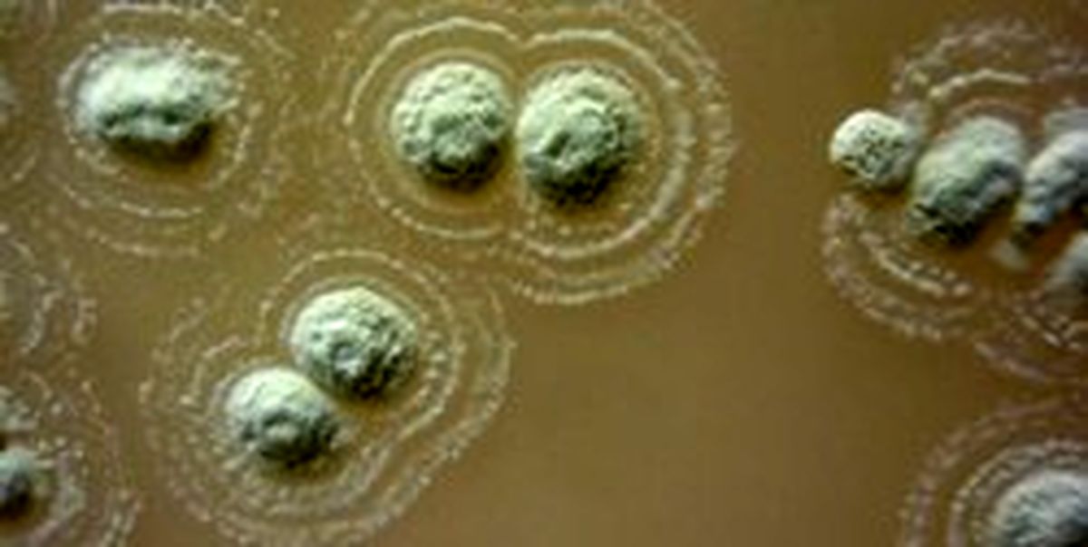 خاک این کشور همه باکتری‌ها را می‌کشد!؟