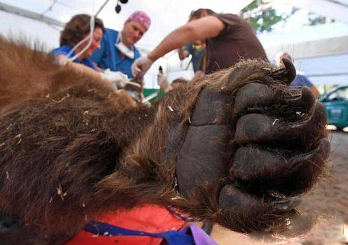 عکس: عمل جراحی متفاوت در آلمان