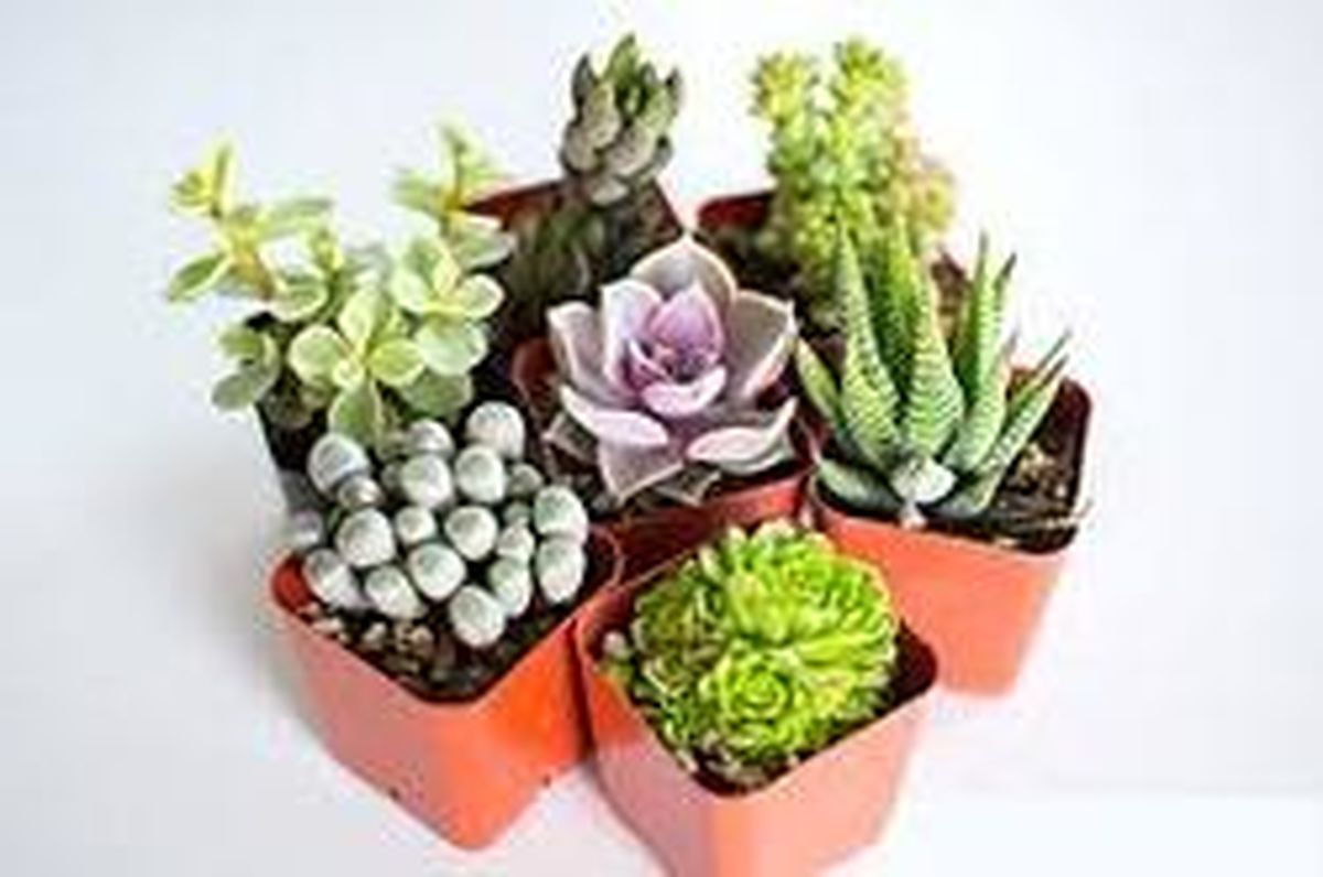 آشنایی با گیاهان گوشتی و تفاوت آن‌ها با کاکتوس‌ها