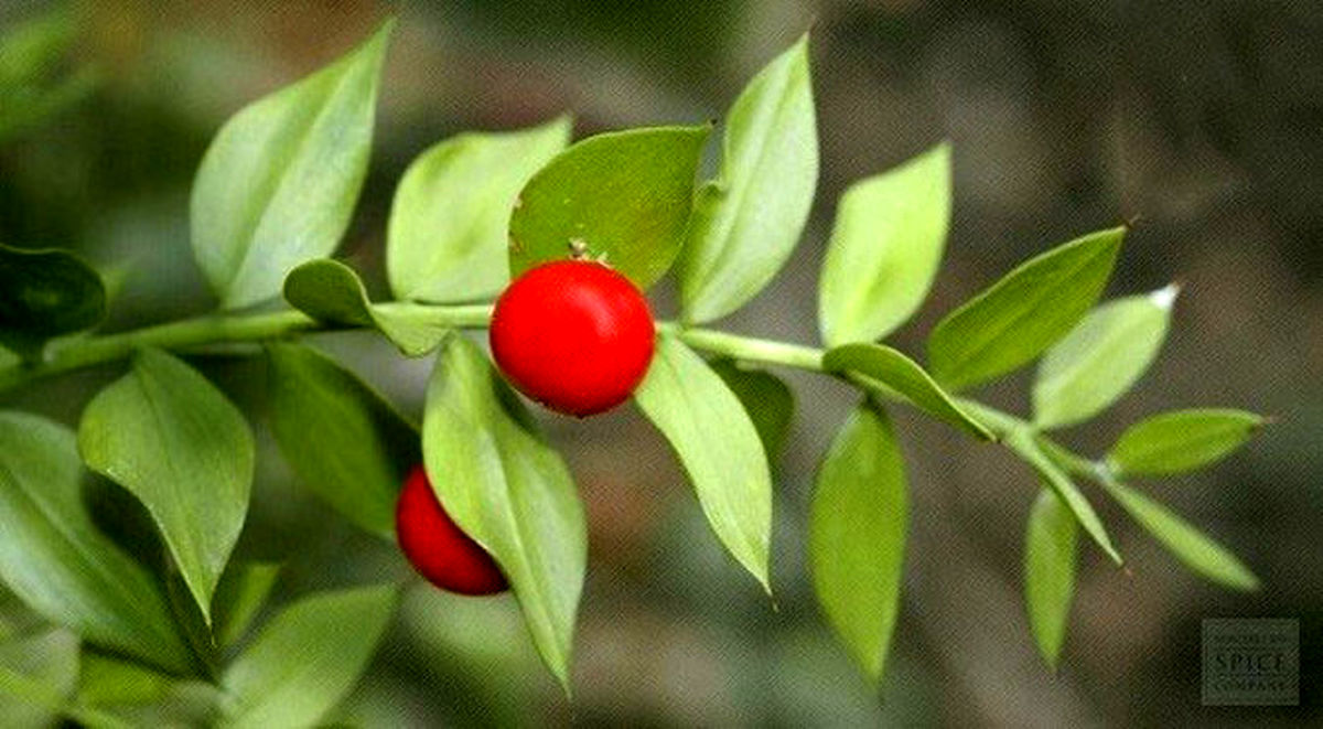 میوه‌هایی که روی برگ رشد می‌کنند! +تصاویر