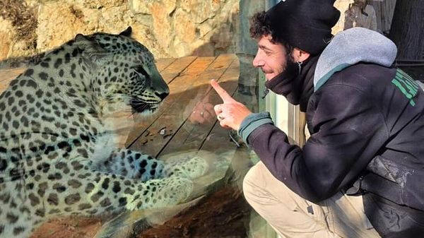 حمله پلنگ ایرانی به یک جوان اسرائیلی در باغوحش قدس