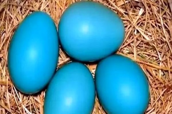 تخم مرغ آبی لاکچری در بازار ایران/قیمت باورنکردنی هر عدد!