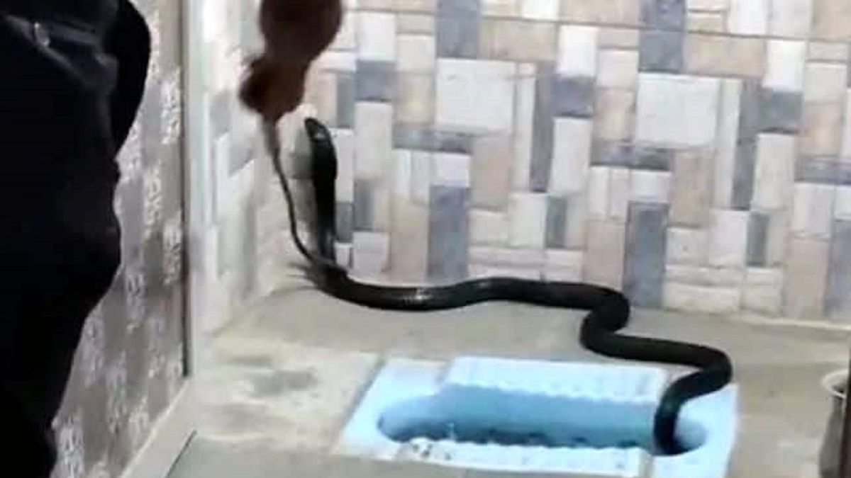 مار کبرای سیاه مرد هندی را تا آستانه سکته برد! +عکس