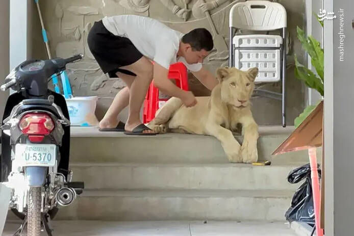 پیدا شدن یک توله شیر از یک منزل مسکونی +عکس