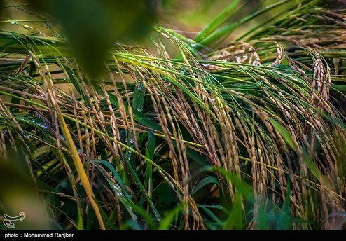 تصاویر: بلایی که باران بر سر شالیزارهای گیلان آورد