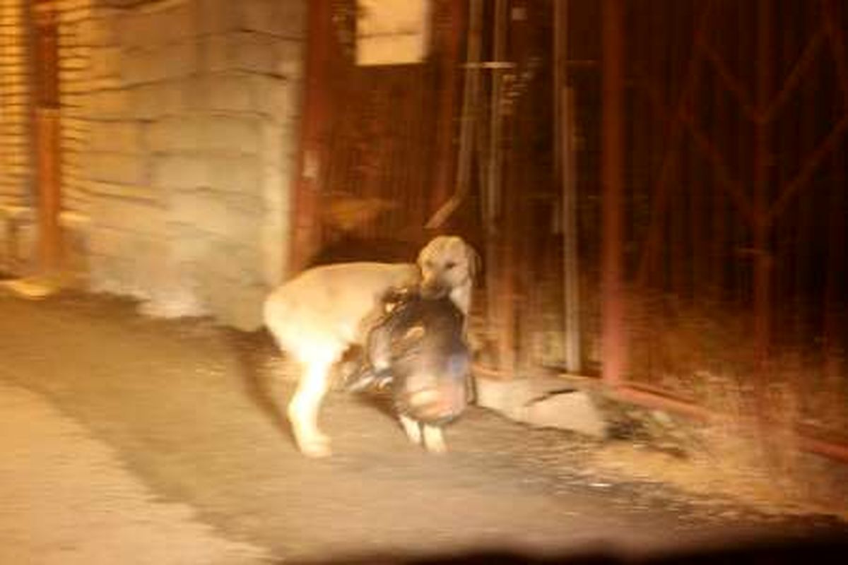 سگی که حامی محیط‌ زیست است! +عکس