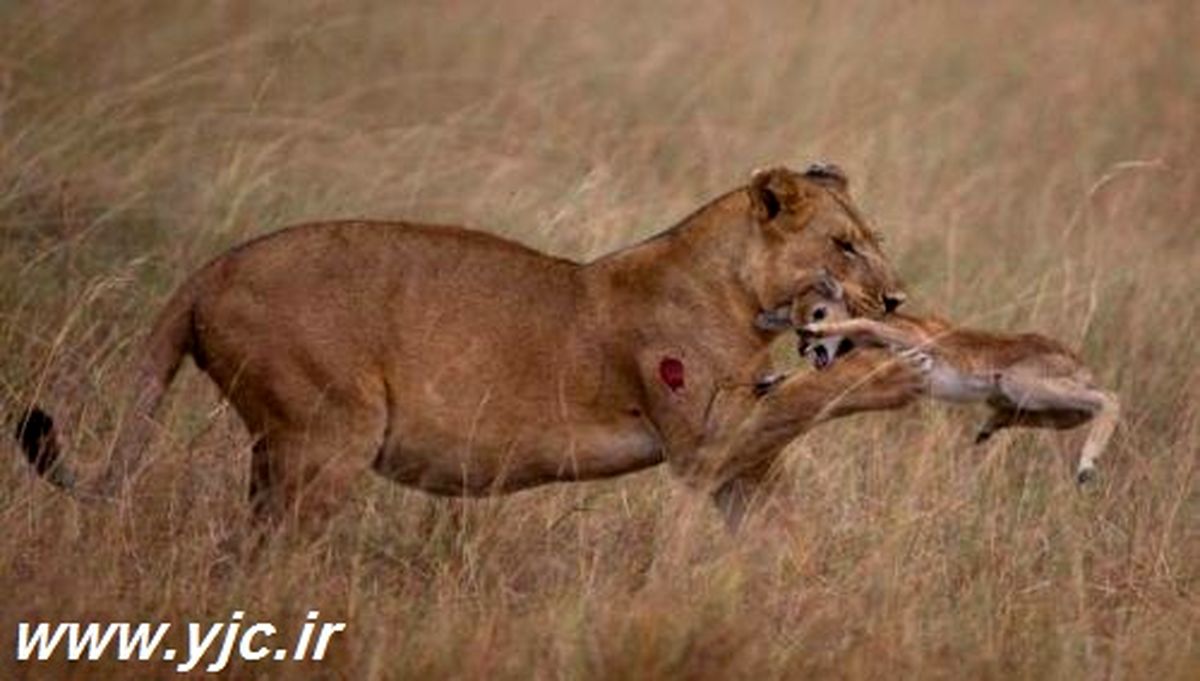 دوستی شکار و شکارچی / تصاویر