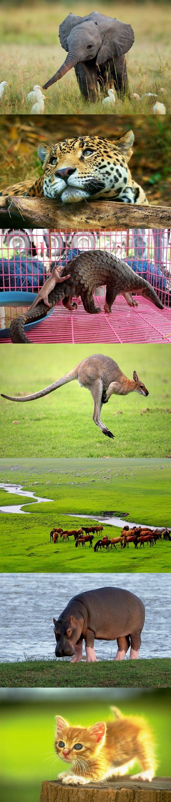 عکس/ دنیای زیبای حیوانات