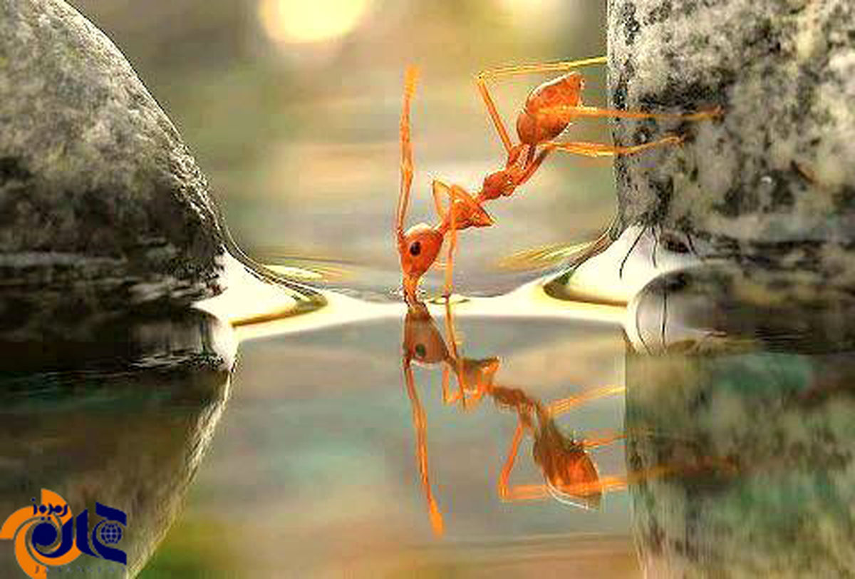 عکس/ بدون شرح