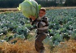 برداشت کلم‌های ۵۰ کیلویی در ترکیه! +عکس