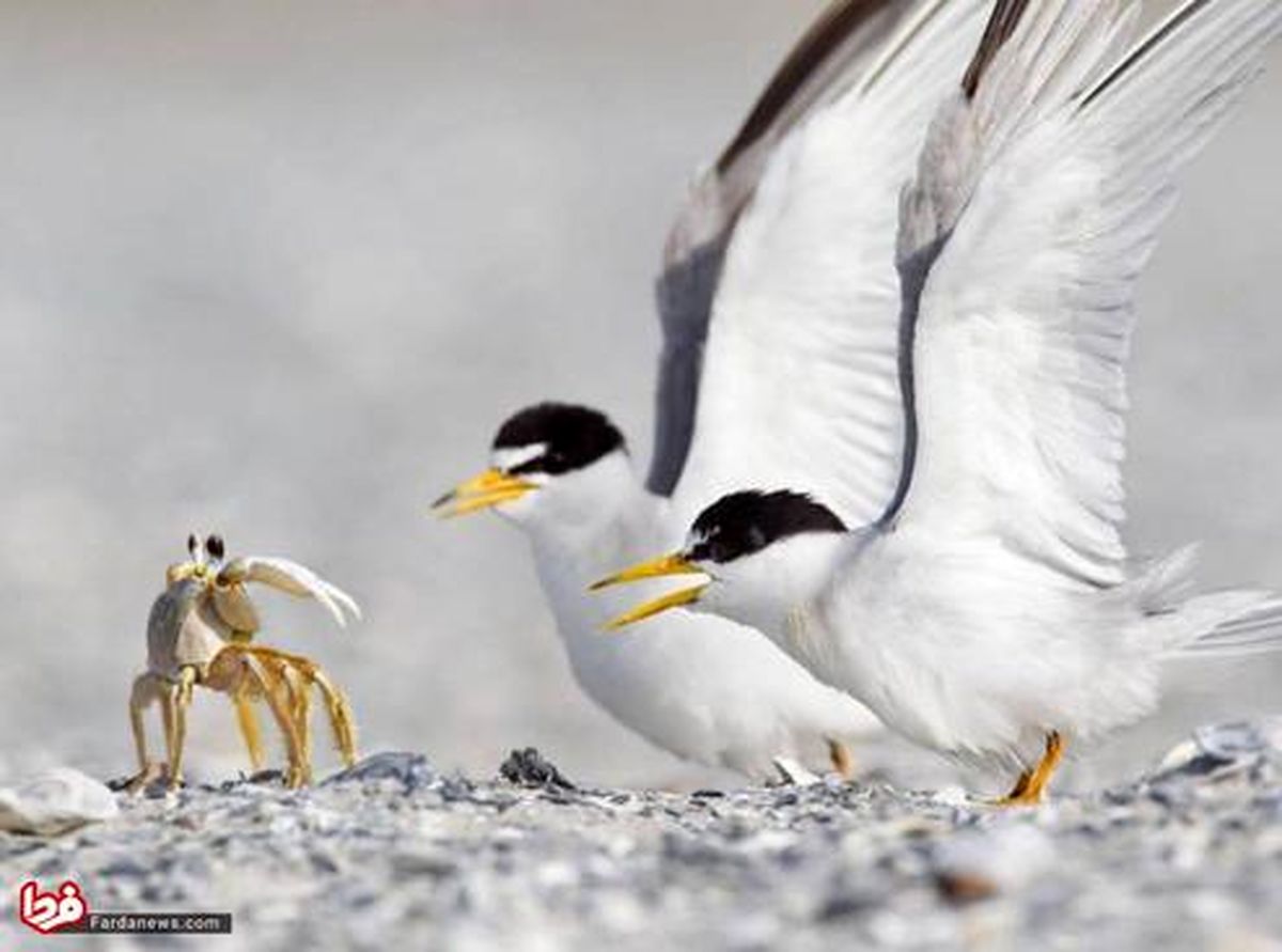 عکس: پرستوی دریایی در تلاش برای شکار خرچنگ روح!