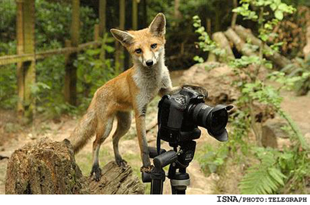 روباهي كه عكس خودش را گرفت!