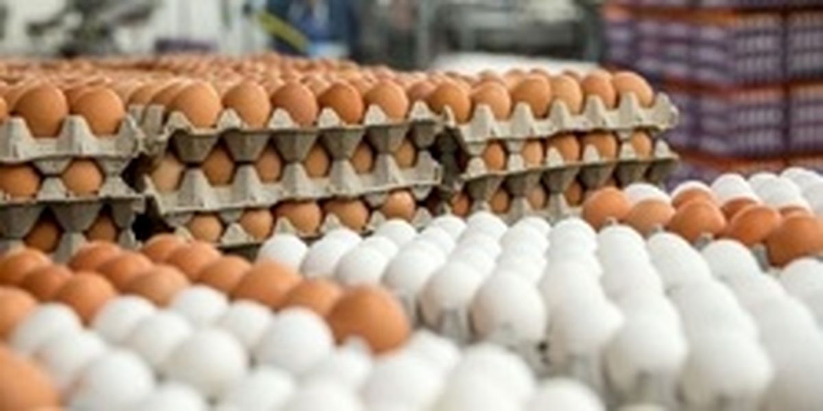 هر شانه تخم مرغ در مرغداری‌ها ۱۵ هزار تومان است