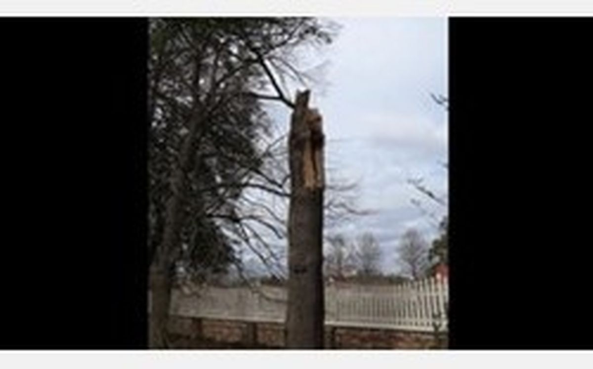 طوفان درخت ۲۲۷ ساله‌ جورج واشنگتن را شکست +عکس