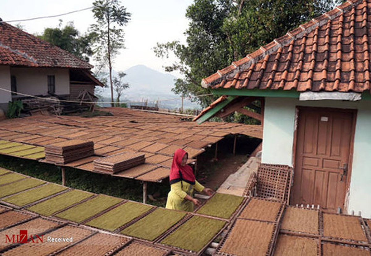 تصاویر: مزارع کاشت تنباکو در اندونزی