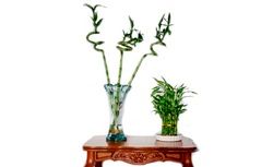 نگهداری بامبو: ۶ نکته برای نگهداری از بامبو که گیاه شانس و عشق است