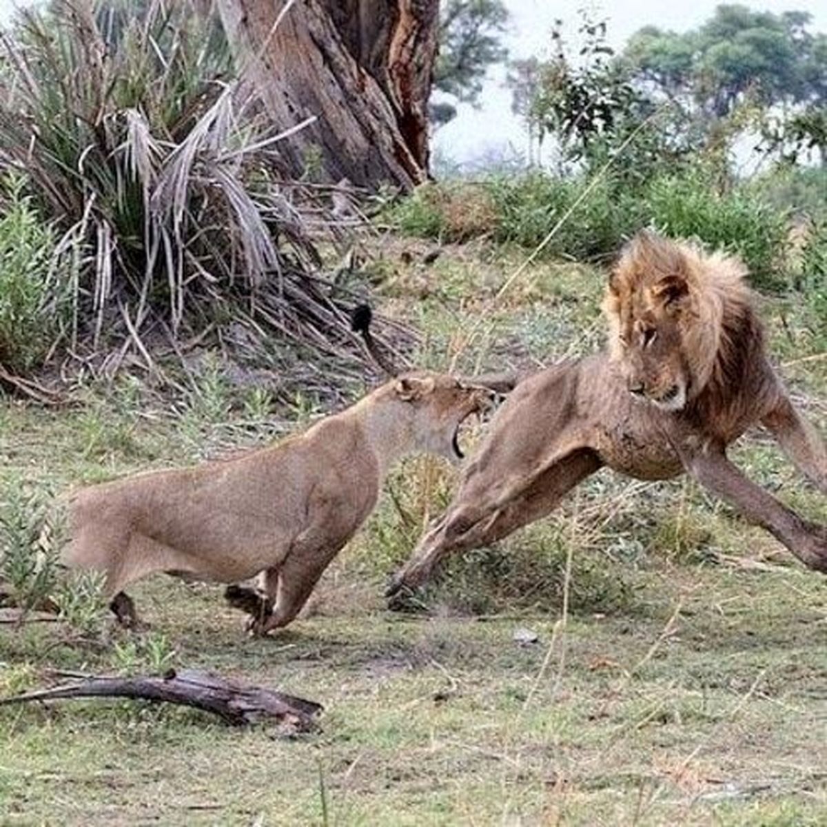 تصاویر: سلطان جنگل،بادیگارد یک بچه میمون شد