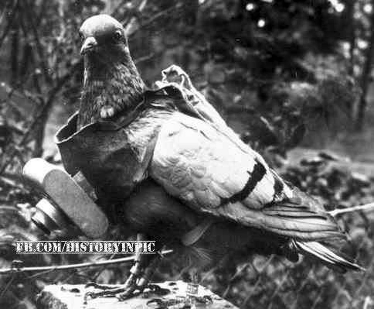 کبوتر جاسوس در جنگ جهانی دوم /عکس