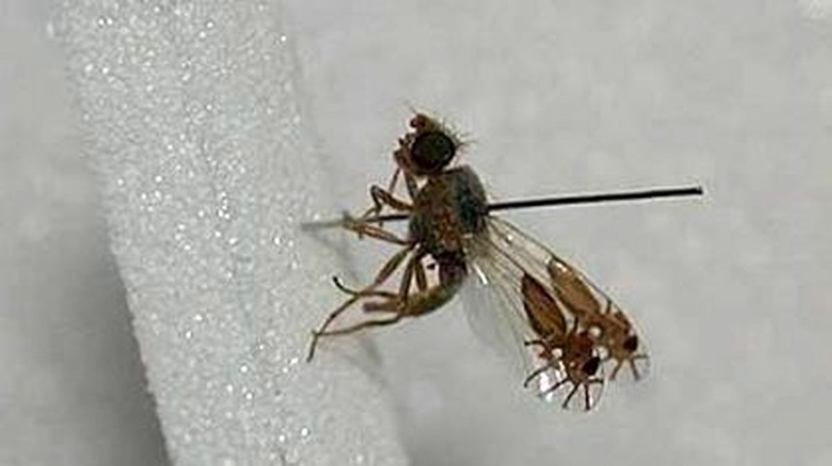 عکس/تکامل بسیار عجیب نوعی مگس‌میوه!