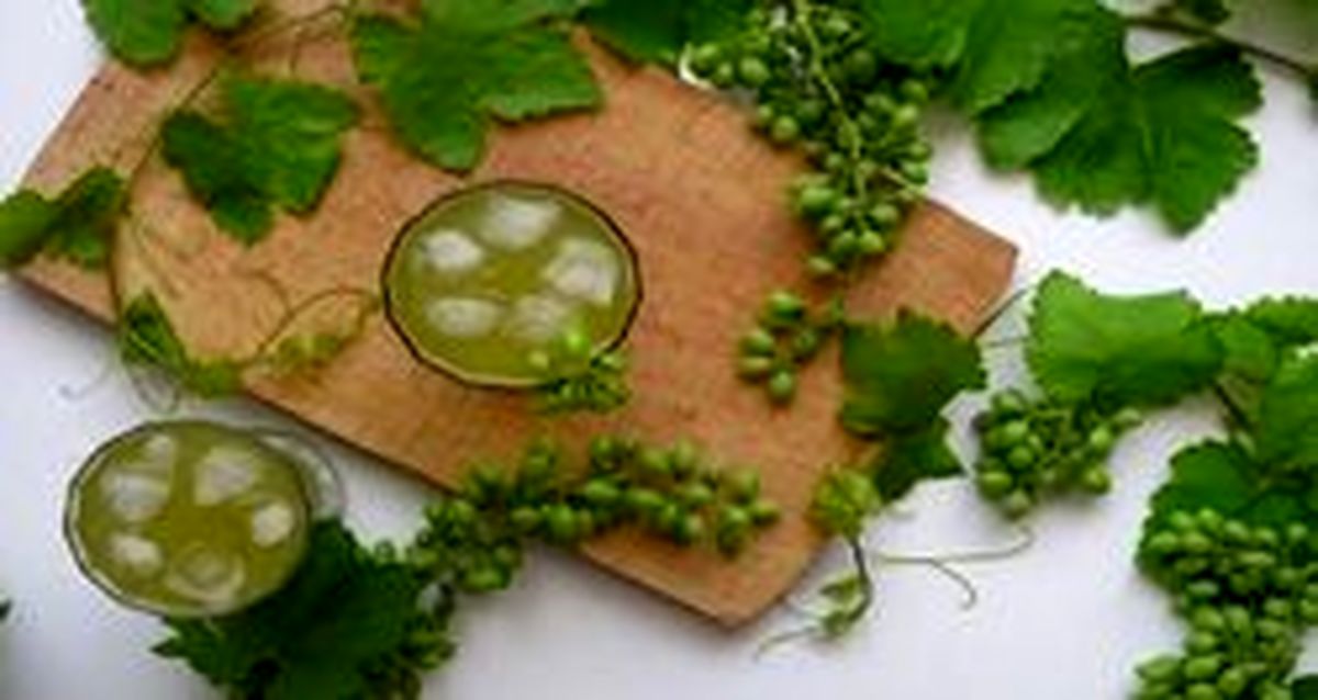 خواص شگفت انگیز آبغوره را بشناسید