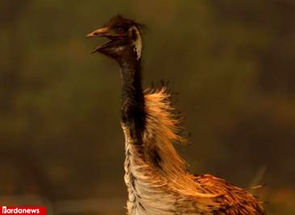 تصاویر: آتش سوزی گسترده در کالیفرنیا