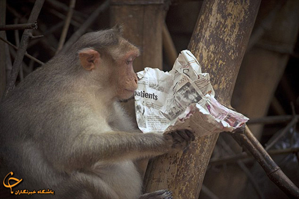 میمونی که روزنامه می‌خواند/تصاویر