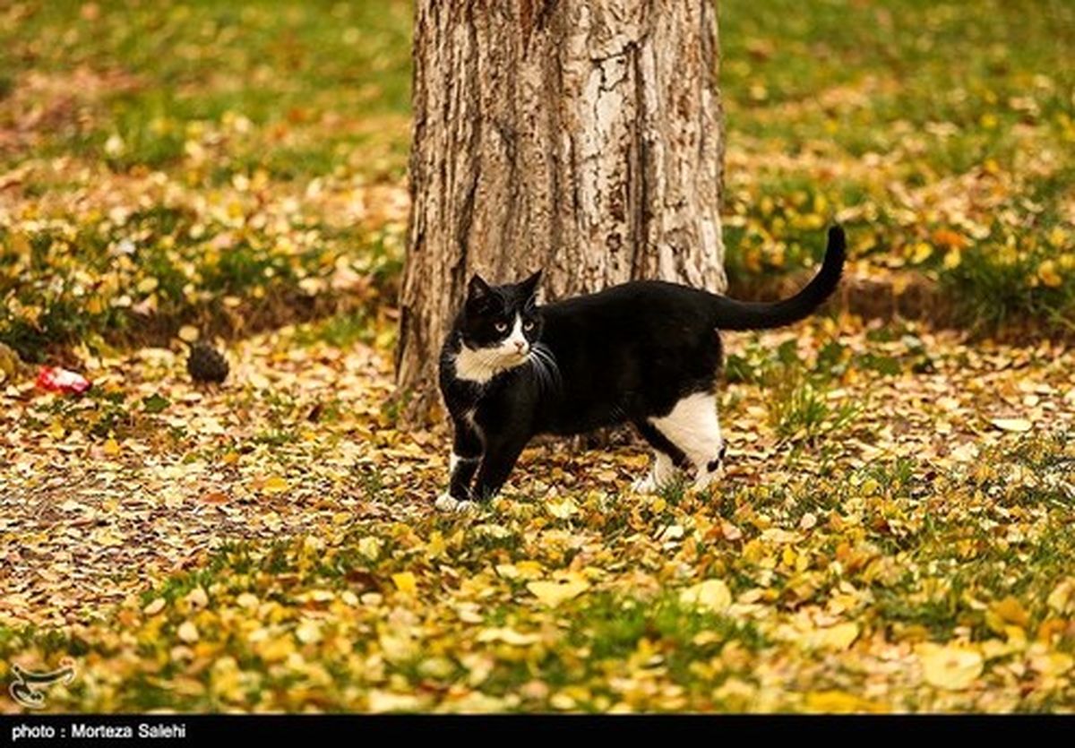 تصاویر: پاییز در چهار باغ اصفهان