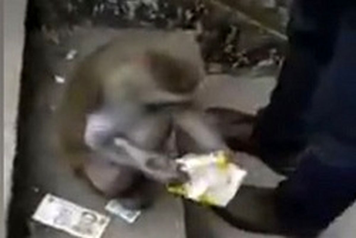 میمون دزدی که جیب مردم را خالی می‌کرد! +عکس