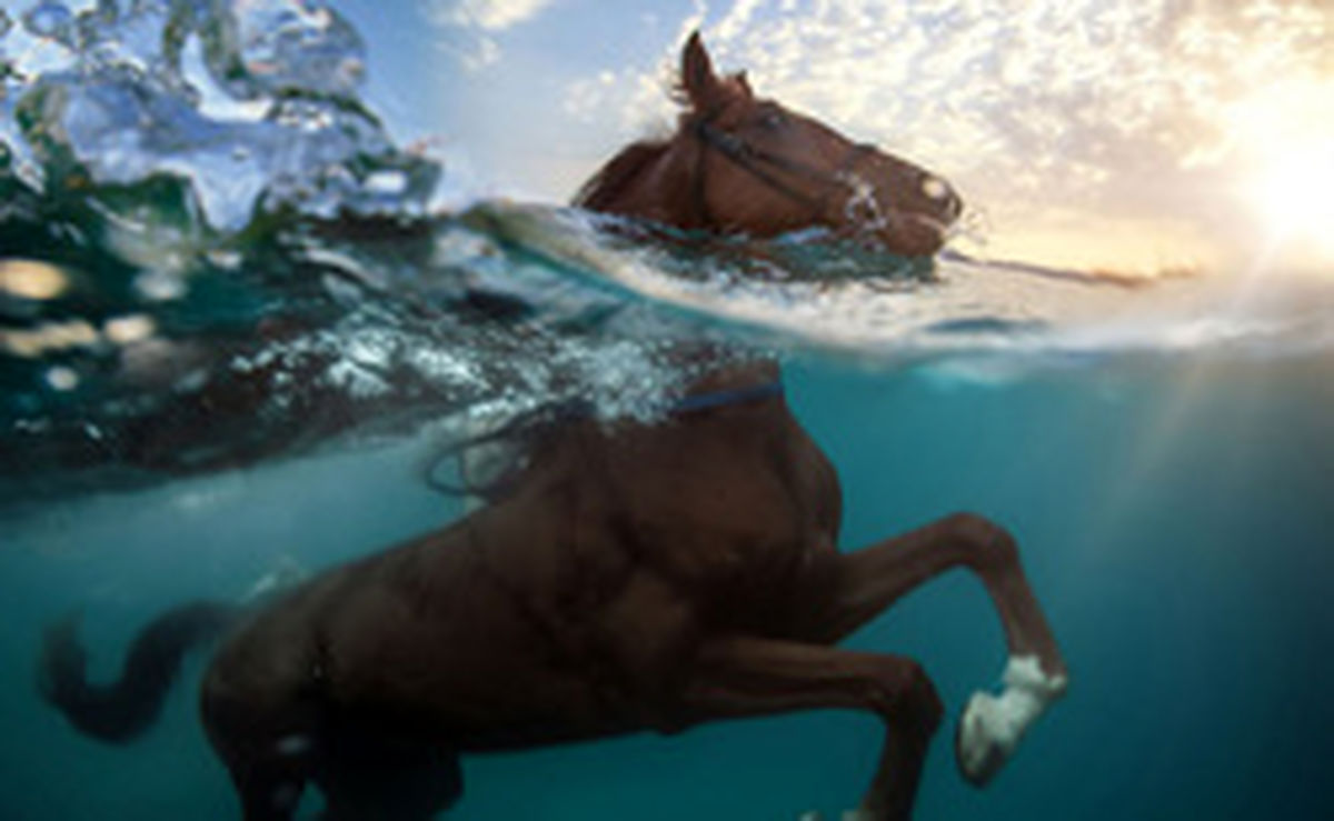 تصاویر: حیوانات شناگر جهان