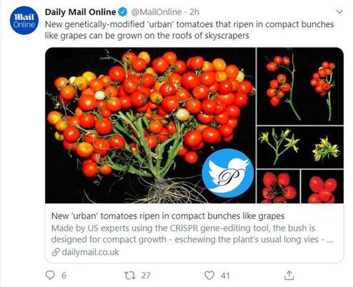 نوع جدیدی از گوجه که می‌توان در آپارتمان‌ها کاشت! +عکس