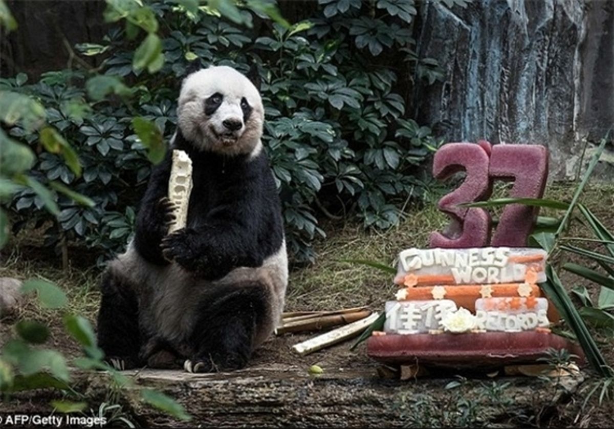 مرگ مسن‌ترین پاندای جهان در ۳۷ سالگی +تصاویر