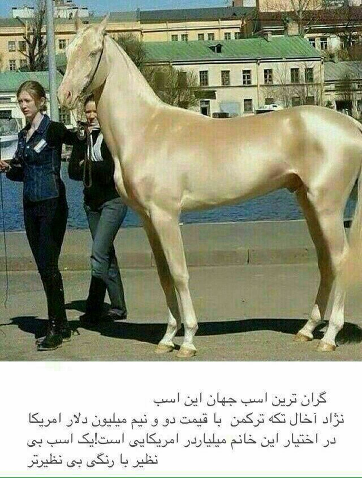 گرانترین اسب دنیا+عکس