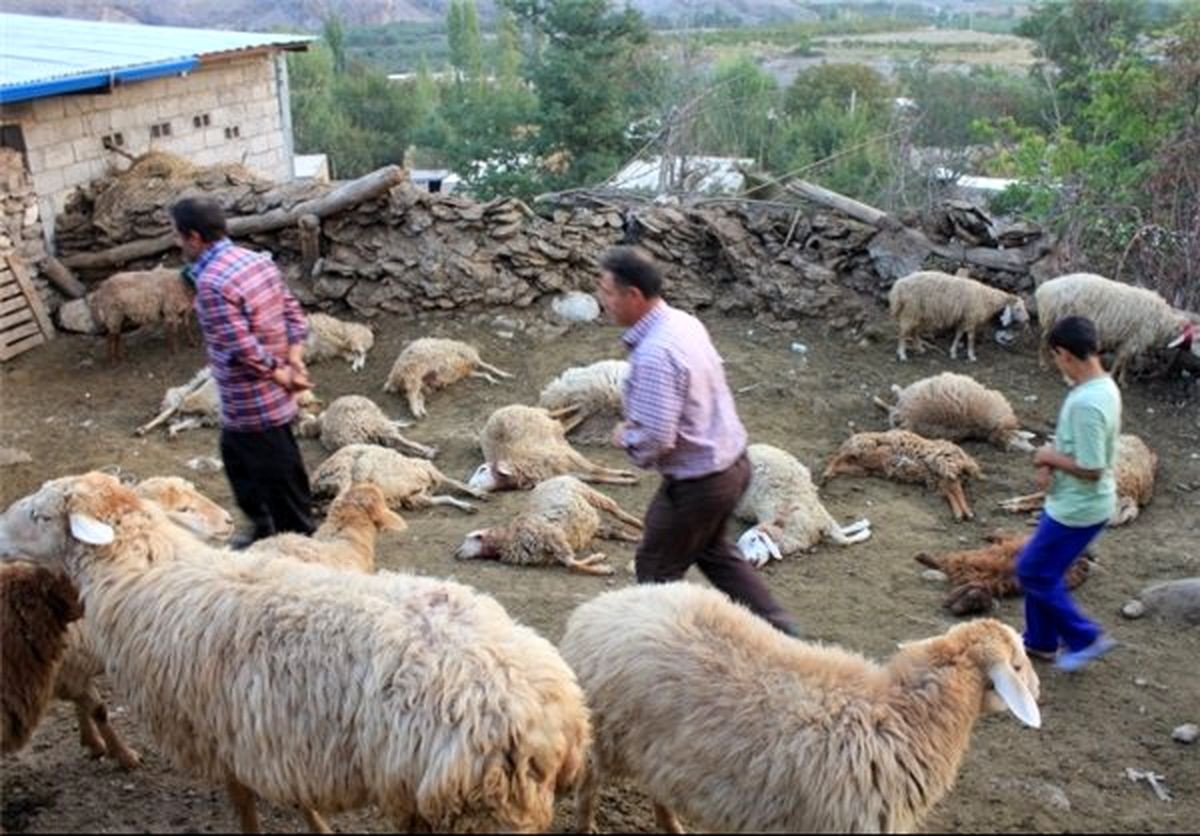 گوریل جگرخوار در شهداد از شایعه تا واقعیت +تصاویر