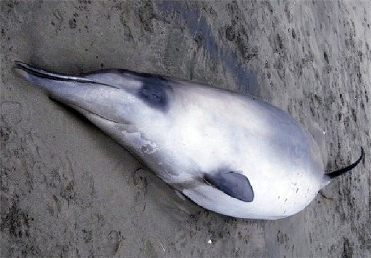 نادرترین نهنگ جهان /عکس