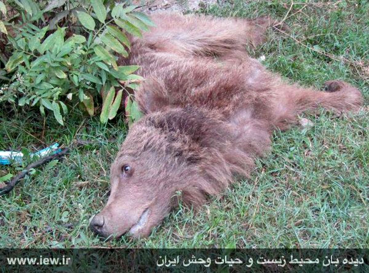 مرگ خرس قهوه‌ای به علت قطع دستش +تصاویر