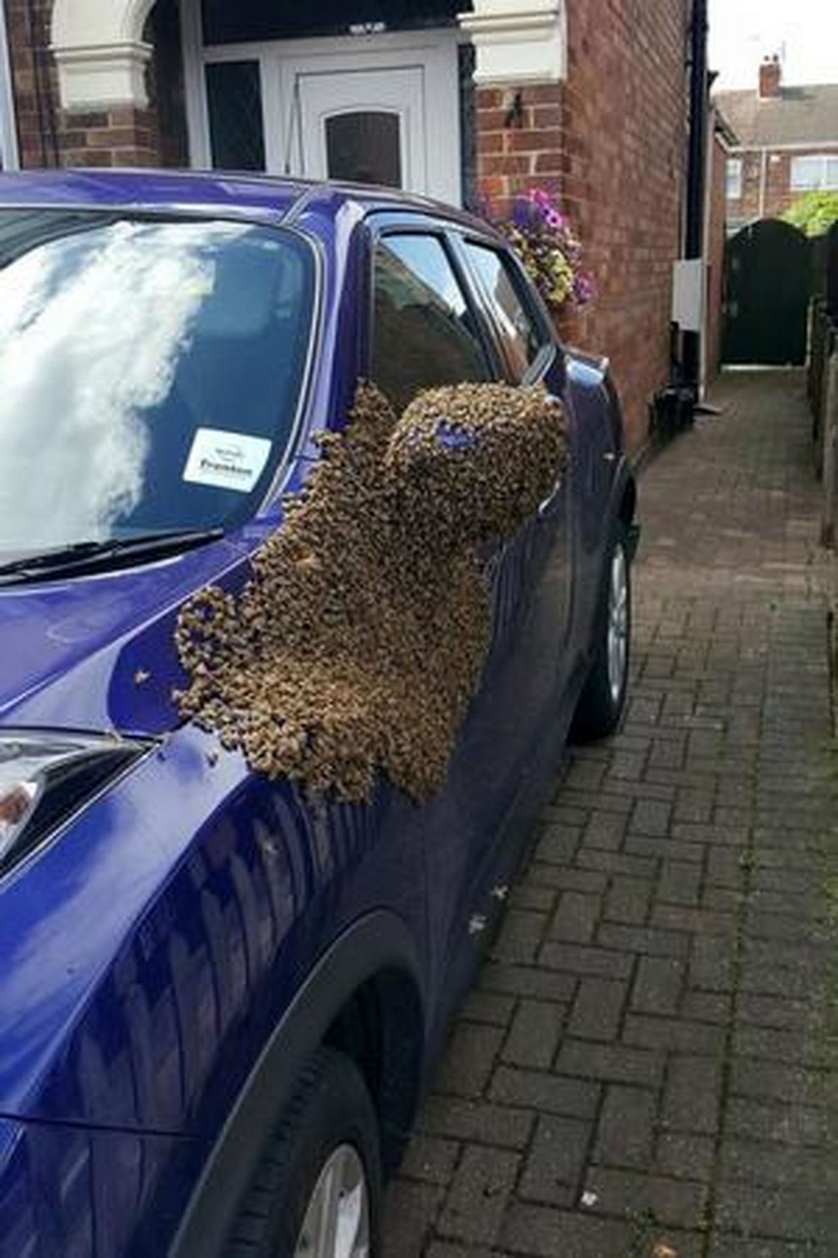 ۲۰ هزار زنبور روی خودرو یک زوج را شوکه کرد +تصاویر