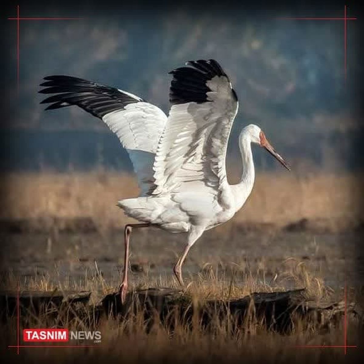 درنای بلژیکی زنده‌گیری شد
