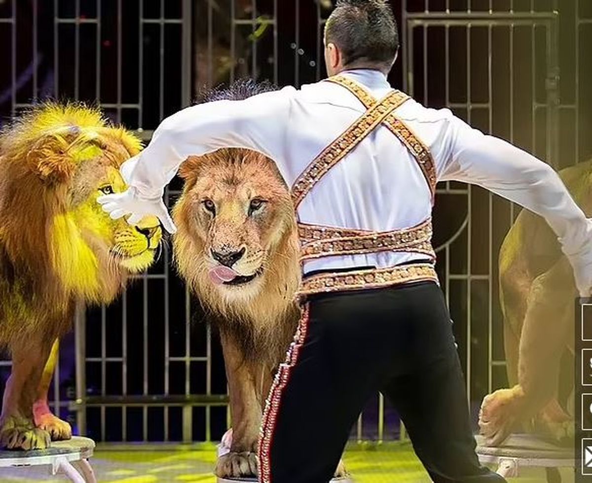 حادثه ترسناک در افتتاحیه یک سیرک/فرار تماشاچیان از شیرهای عصبانی+فیلم