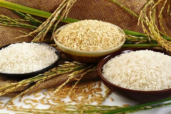 قیمت برنج ایرانی ۳۰ مهر ماه ۱۴۰۴ | برنج صدری، عنبربو، دم‌سیاه کیلویی چند؟