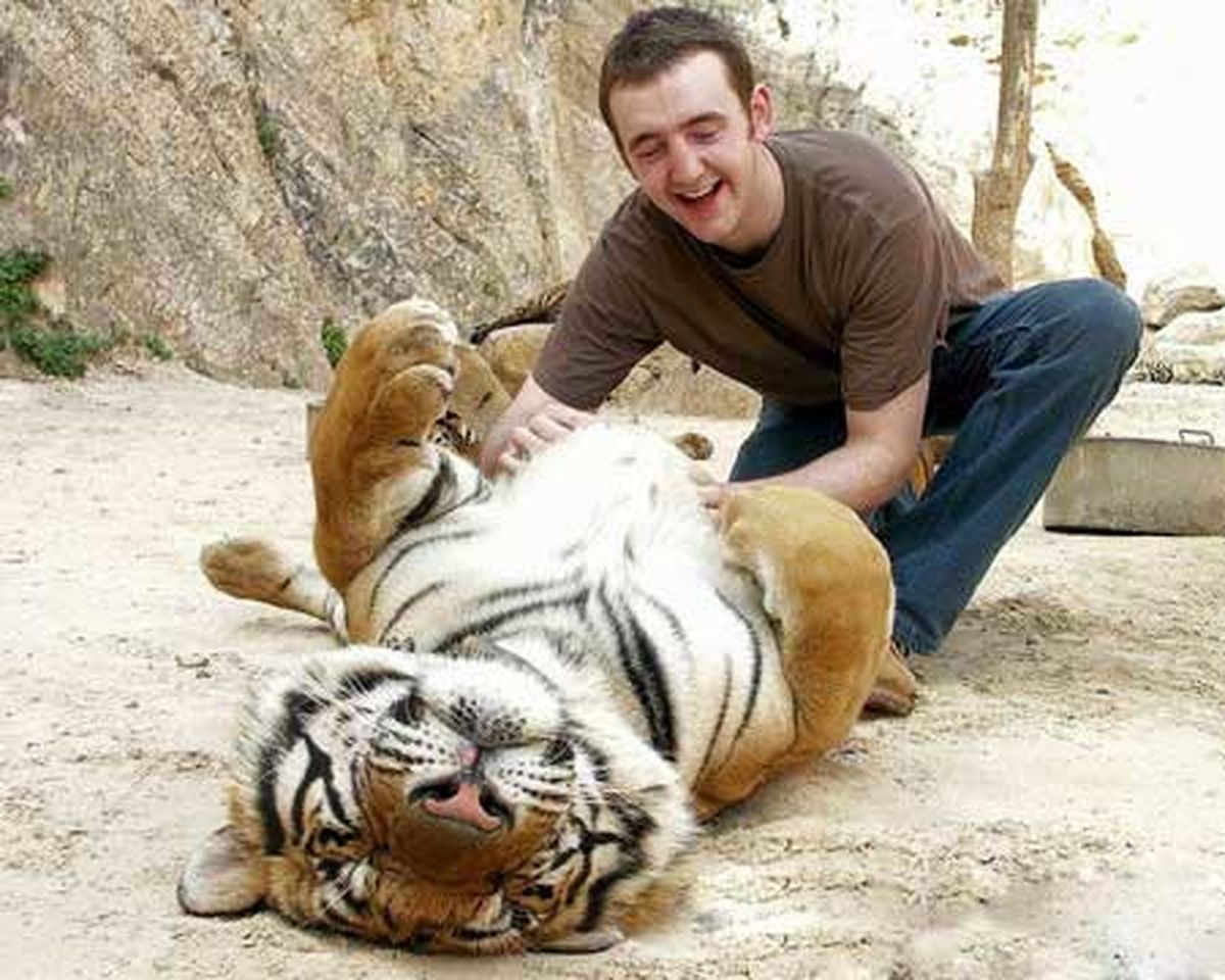 ببر قلقلکی! /عکس