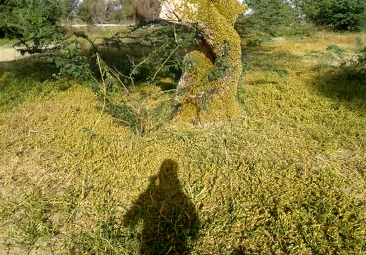 احتمال عمدی بودن حمله ملخهای همه چیزخوار به ایران!؟