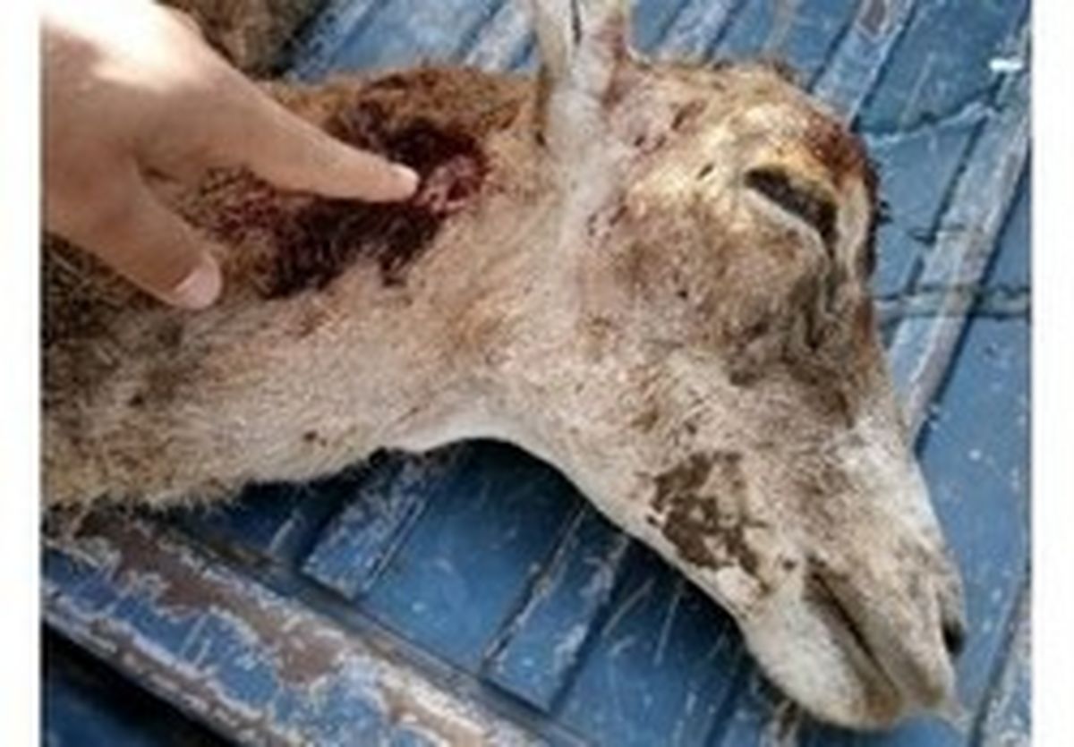 کشتار بیرحمانه گوسفند وحشی آبستن در باشگل +عکس