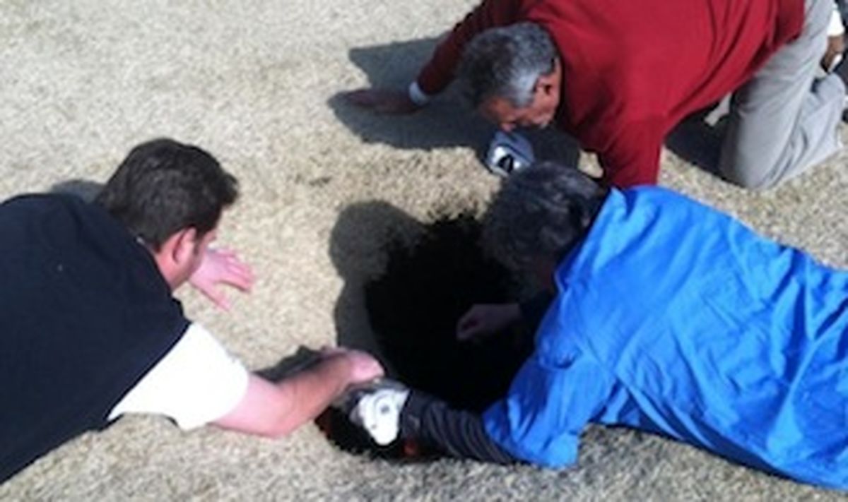 زمین یک گلف باز را قورت داد! / عکس