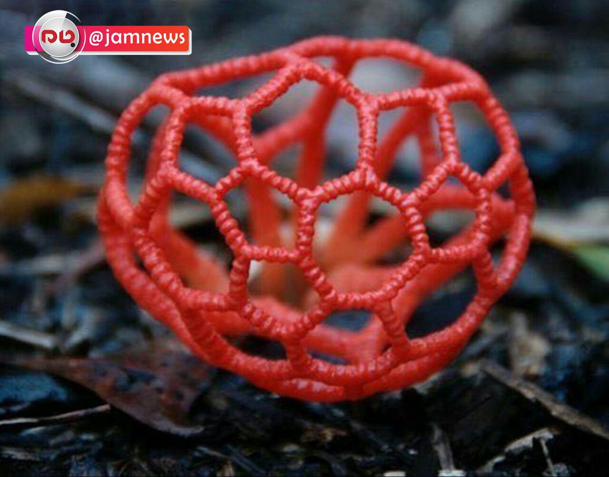 عکس: یک نوع قارچ با ظاهری متفاوت و عجیب