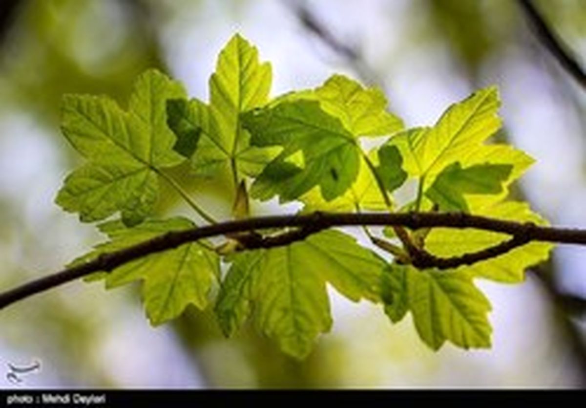 بهترین زنان چه ویژگیهایی دارند؟