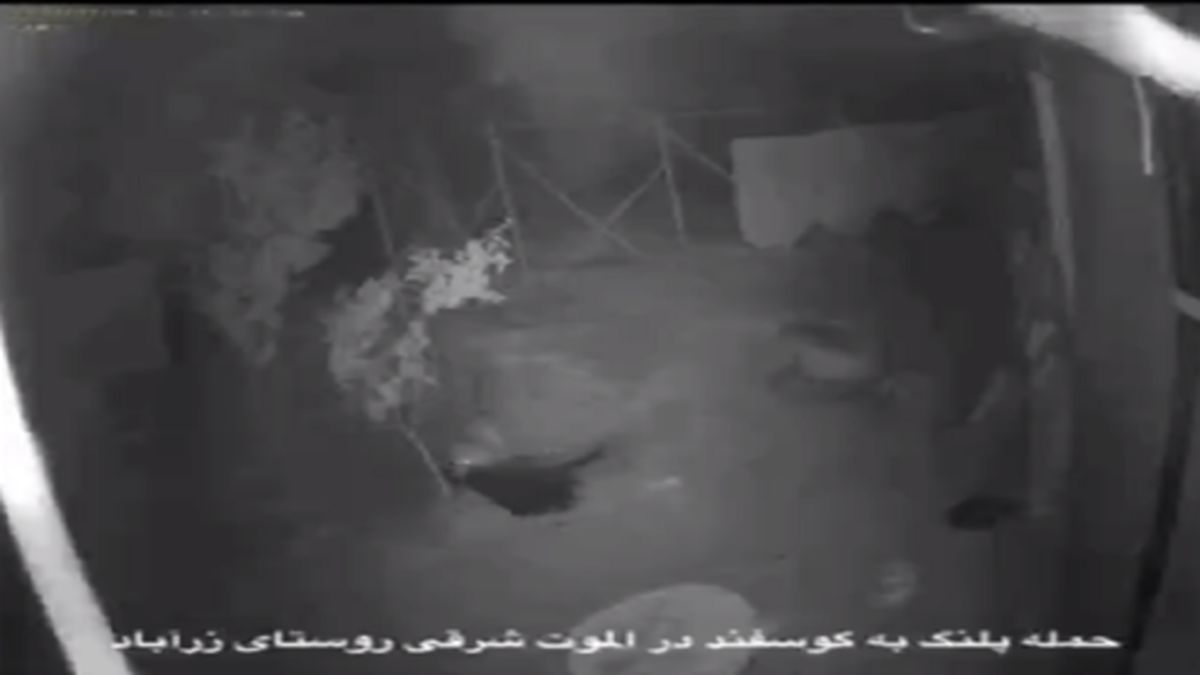 ویدیویی جالب از حمله پلنگ به روستایی در الموتی