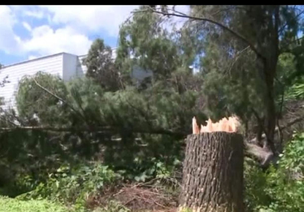 انتقام درخت از مردی که آن را قطع کرد! +تصاویر