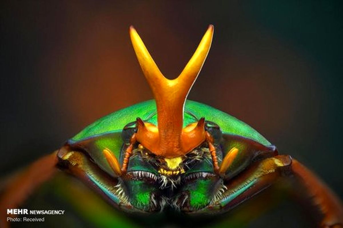 عکاسی ماکرو از حشرات