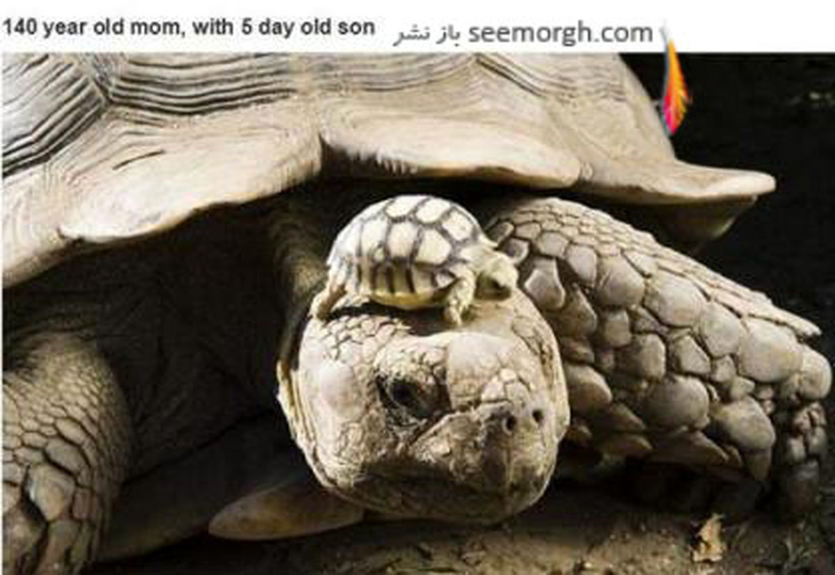 مادر 140ساله و پسر 5 روزه اش...